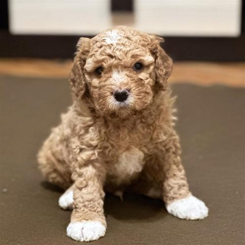 Cavapoo 