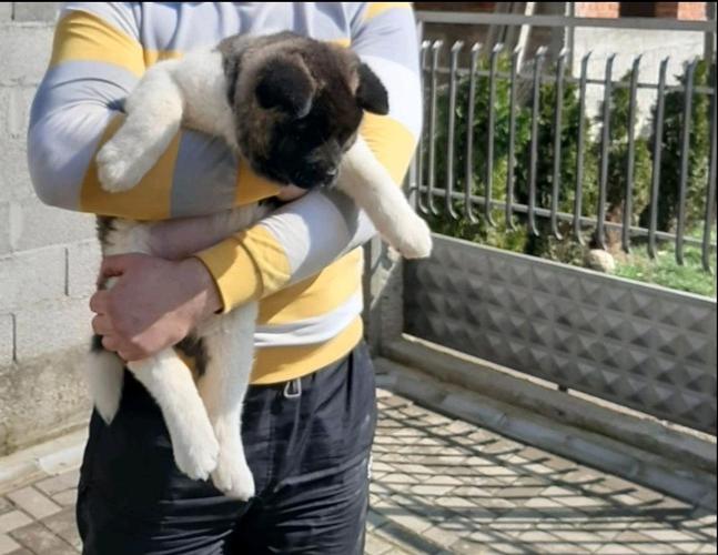 Američka Akita štenci