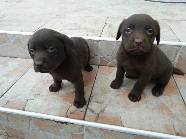 Labrador štenci