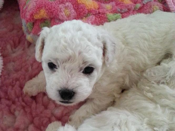 mini pudla