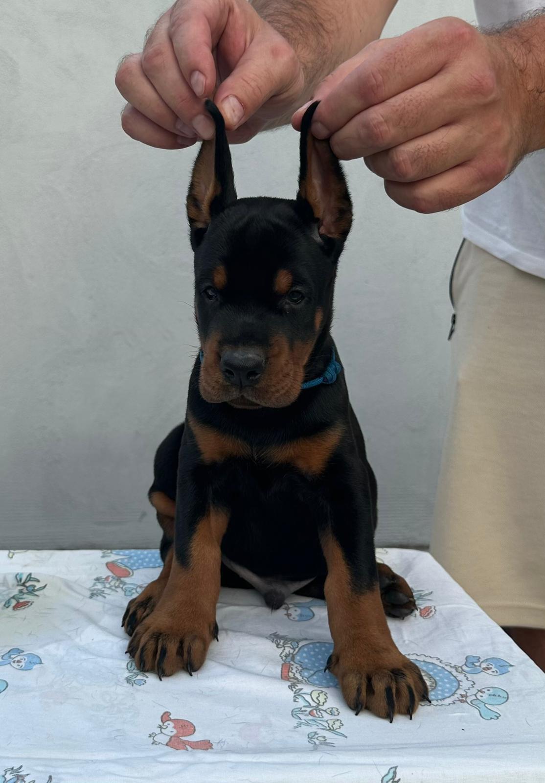 Doberman-štenci
