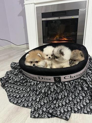 Pomeranac štenci prelepe bebe