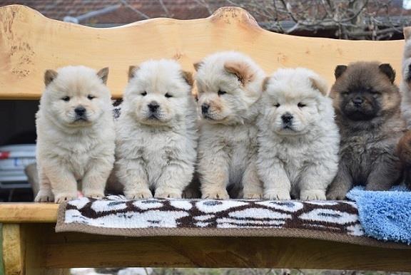 Chow chow cau cau stenad