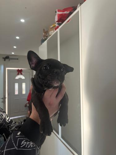 Francuski buldog