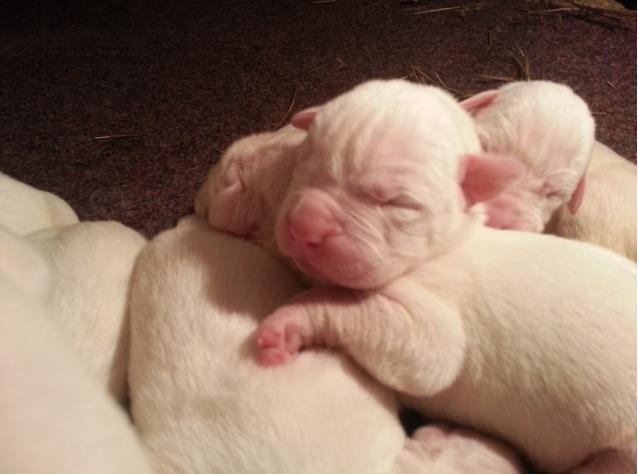 Dogo Argentino
