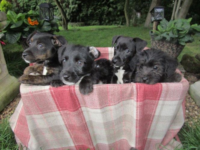 &#55357&#56382❤️&#55357&#56382 PREKRASNI JACKAPOO ŠTENCI &#55357&#56382❤️&#55357&#56382