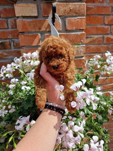TOY crvene pudle Odgajivacnica Hopy queen poodle