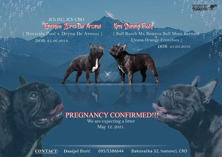 FRANCUSKI-BULDOG--štenci---REZERVACIJE