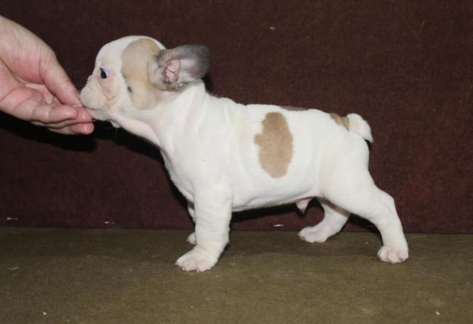 Francuski Buldog