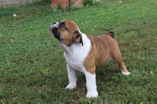 Engleski buldog štene