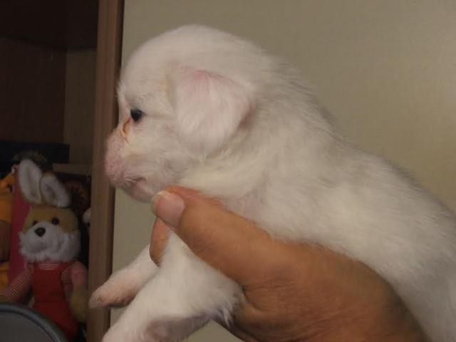 Coton-de-tulear