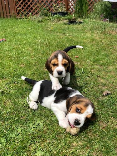 Prekrasan pedigree Beagle Pups Pra Clear