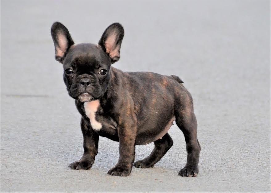Francuski-buldog---prelepe-devojcice