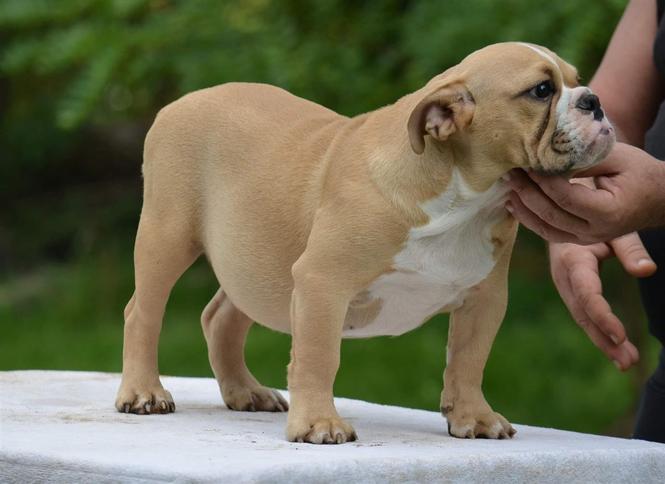 Engleski buldog