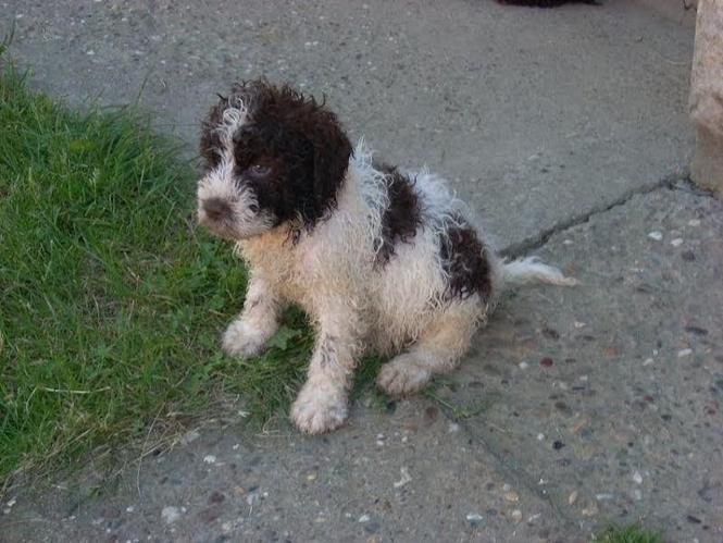 Lagotto Romagnolo, štenci 