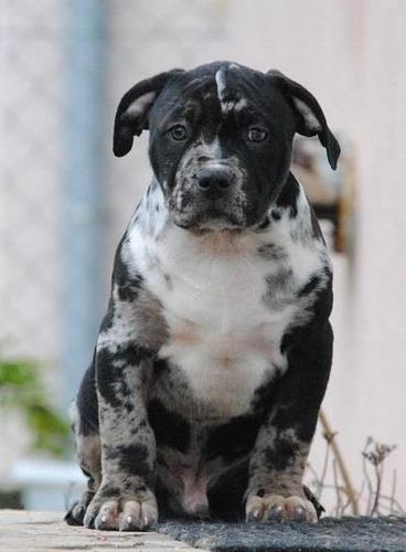 American bully xl 
