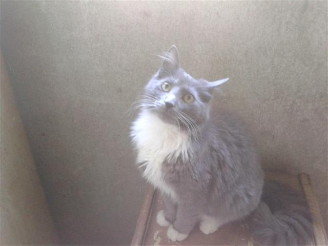 Maine-coon-i-sibirka