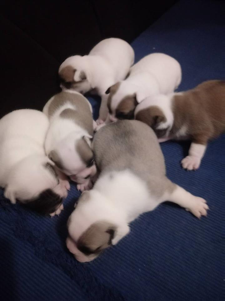 Francuski-buldog-stenad