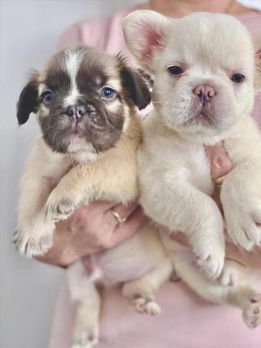 Francuski buldog štenci dugodlaki,"fluffy"