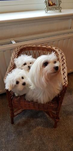 Belli Cuccioli Maltese