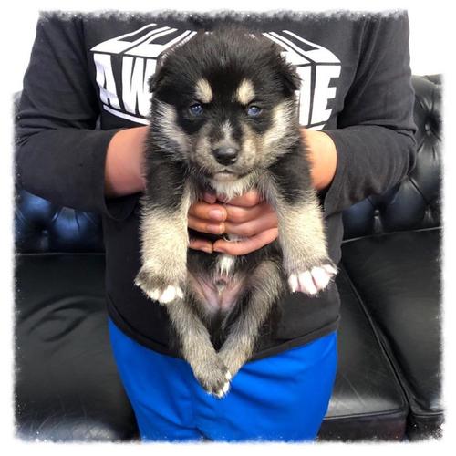 Beautiful Pomsky Pups