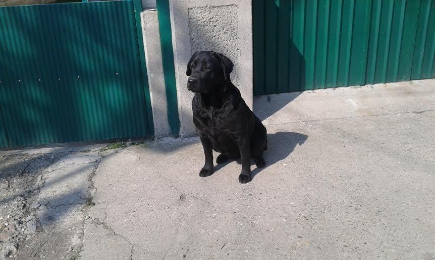 Labrador-štenci