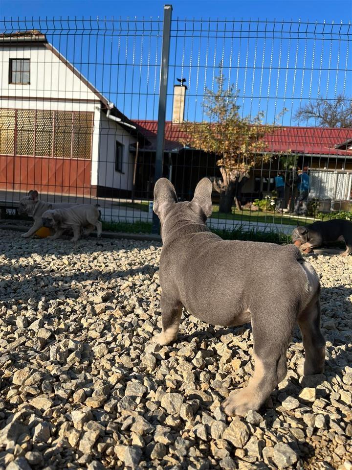 Egzotični-Francuski-Buldog