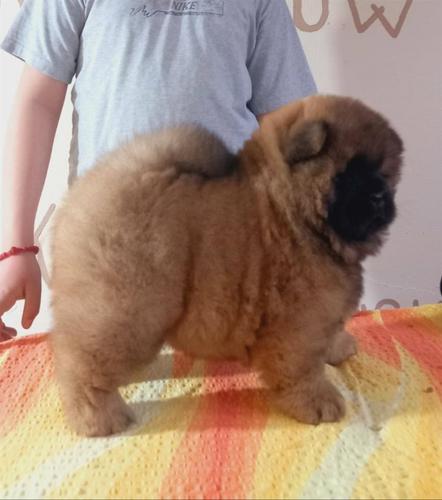 Chow Chow bebe traze nove vlasnike 