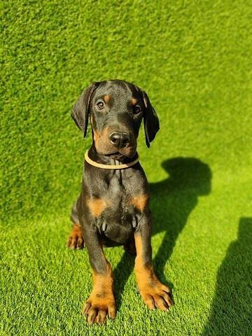 Doberman stenci