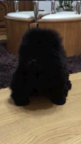 Chow chow, Cau cau 