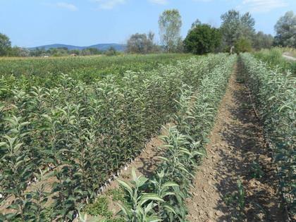 Rezervišite-voćne-sadnice-na-vreme---30--popusta