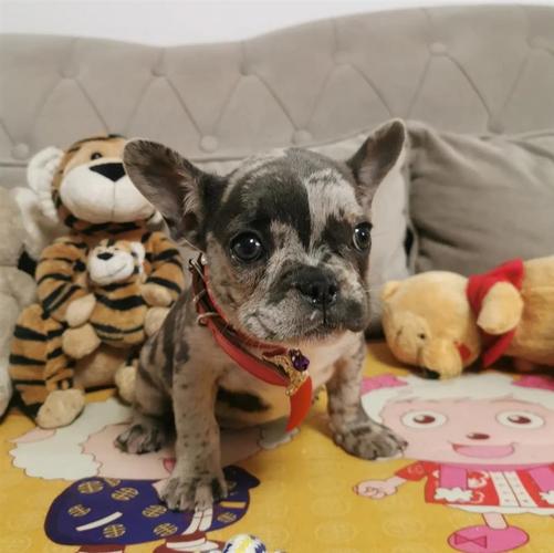 Francuski Buldog