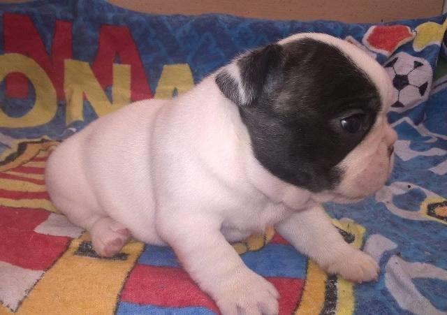 Francuski-Buldog--OD-KUĆE-DON-