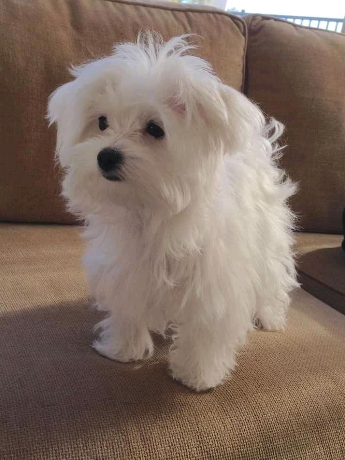 Lijepi-maltezi-Pups-potpuno-testirani-na-zdravlju