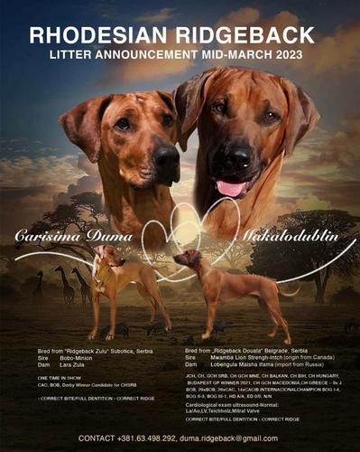 Rodezijski Ridžbek/Rhodesian Ridgeback - najava legla