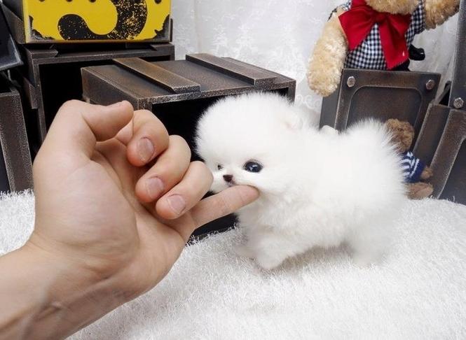 Pomeranski spic