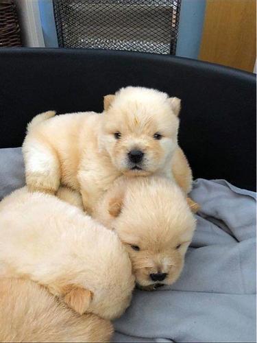 Cuccioli di Chow Chow  