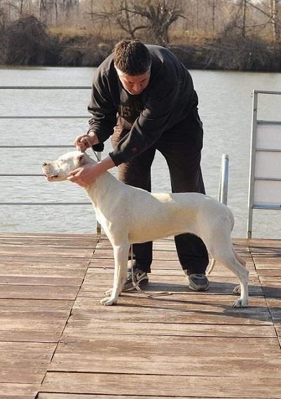 Dogo-Argentino--odrasli-psi