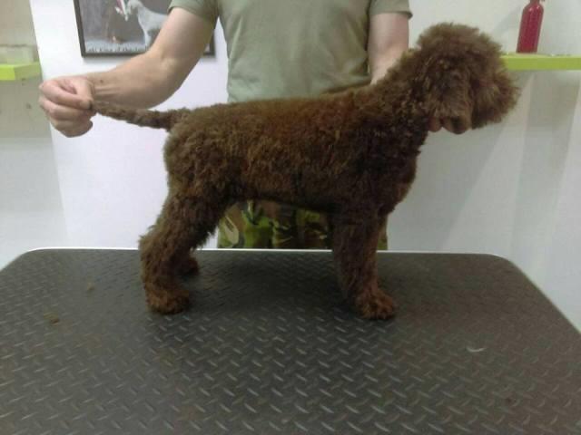 Lagotto Romagnolo, stenci