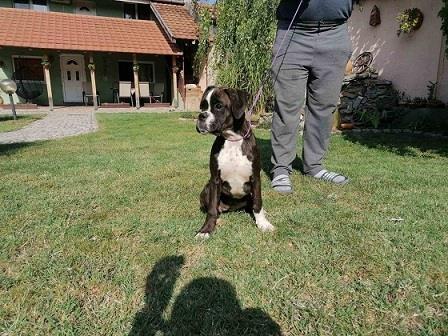 Nemački-boxer--žensko-štene