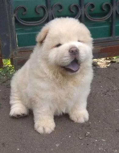 Chow chow i Vajmarski pticar stenci