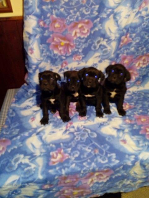 Cane-corso-stenci