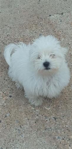 Mini Maltezer 