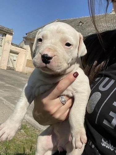 Dogo Argentino štenci
