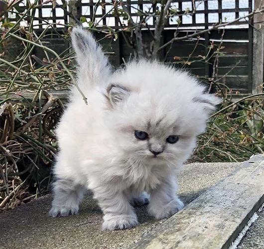 Persian Kittens