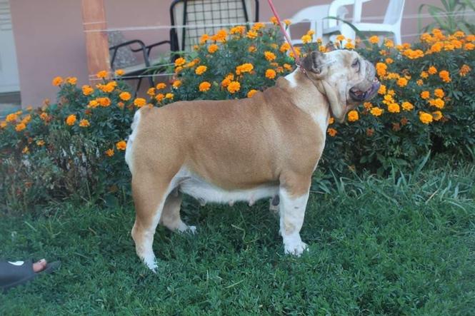 Engleski buldog ženka