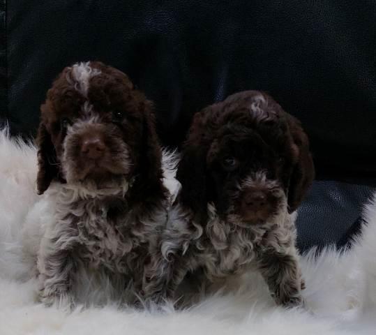 Lagotto-Romagnolo-štenci