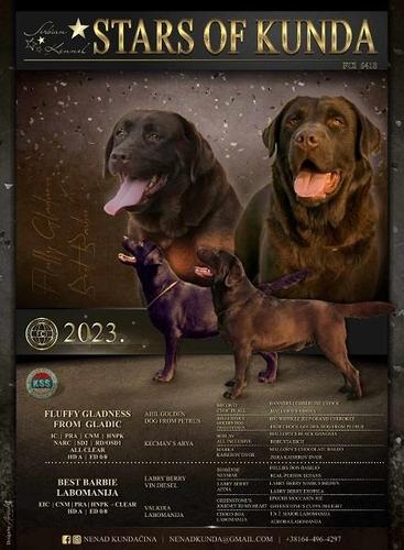 Labrador retriver stenci braon boje 