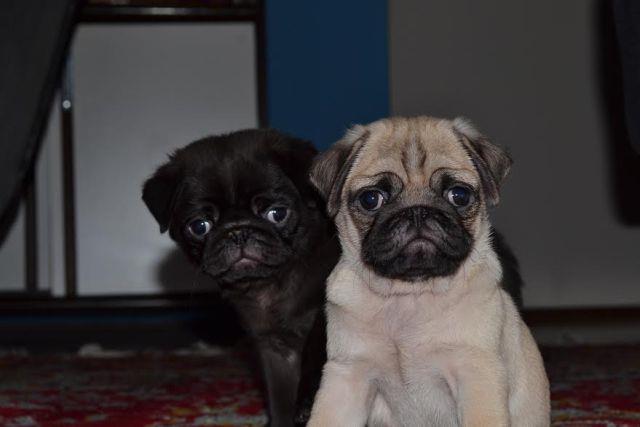 Mops, stenad