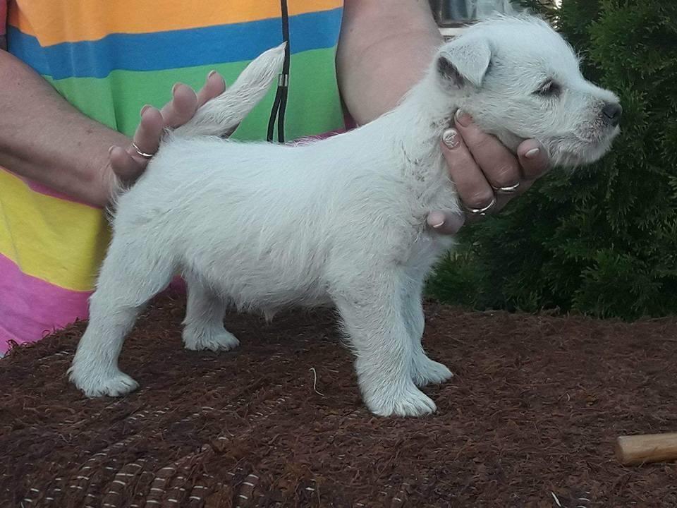 WESTIE---zapadnoskotski-beli-terijer